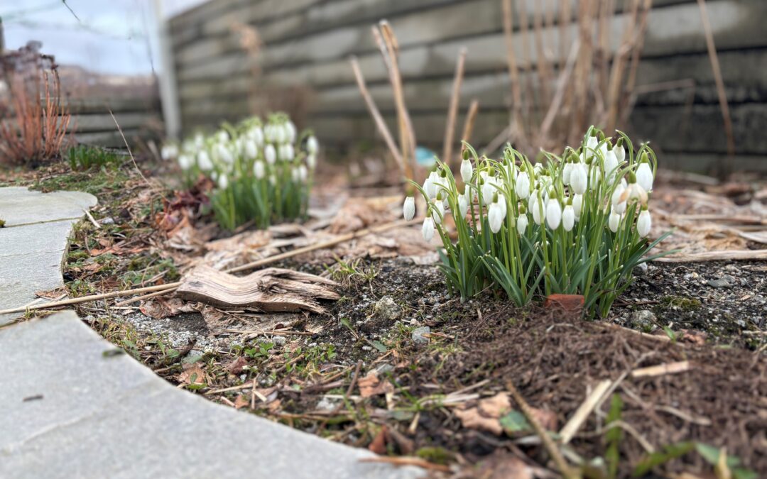Endelig er våren her – er hagen klar?